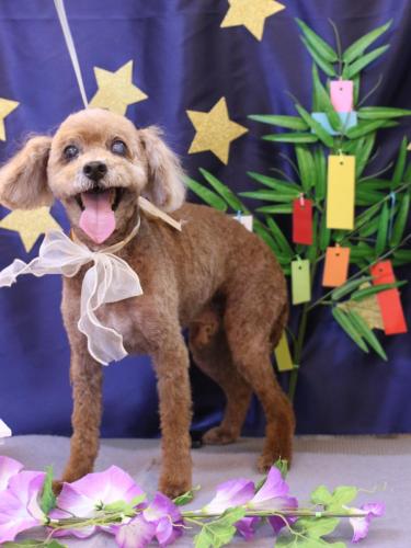 20230720ショコラくん